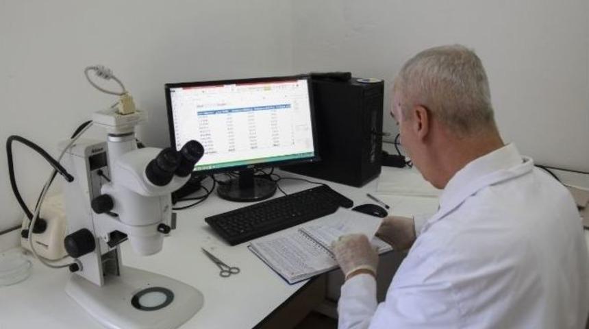 Sinop &Uuml;niversitesinden Palamut Ve &Ccedil;inekop Araştırması