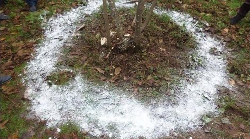 Fındık Bah&ccedil;elerinde Kire&ccedil;leme D&ouml;nemi