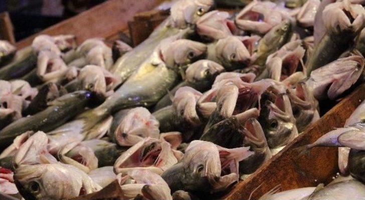 (özel Haber) Çinakop 10 Liraya Düştü, Vatandaşlar Hücum Etti G2