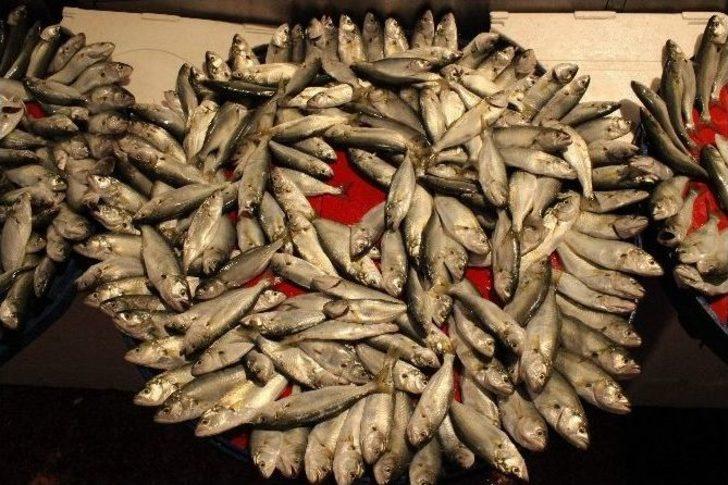 (özel Haber) Çinakop 10 Liraya Düştü, Vatandaşlar Hücum Etti G3