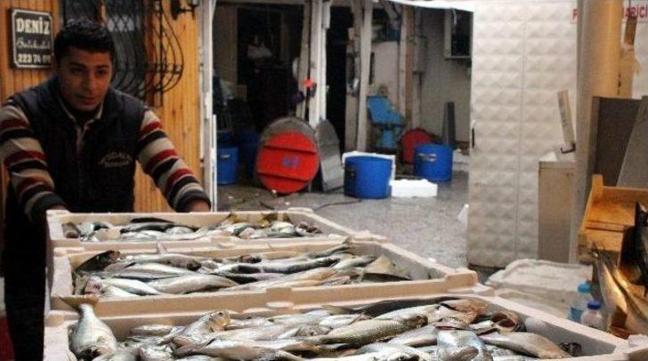 (özel Haber) Çinakop 10 Liraya Düştü, Vatandaşlar Hücum Etti G4