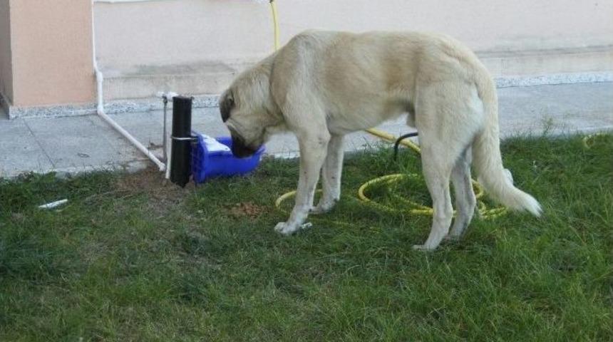 Sokak Hayvanlarına Duyarsız Kalmadılar