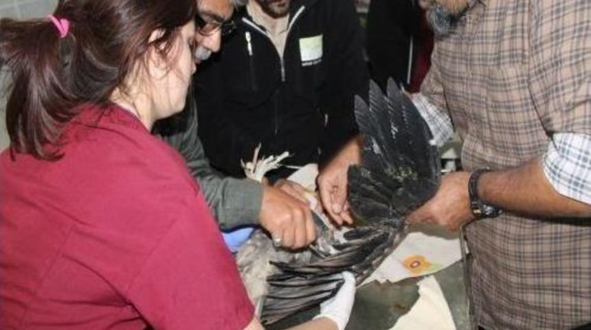 G&ouml;&ccedil;e Ge&ccedil; Kalan Yavru Akbaba Koruma Altına Alındı