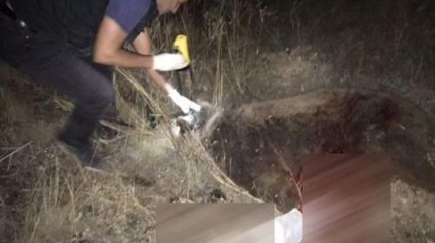 Otomobilin &Ccedil;arptığı Boz Ayı Telef Oldu