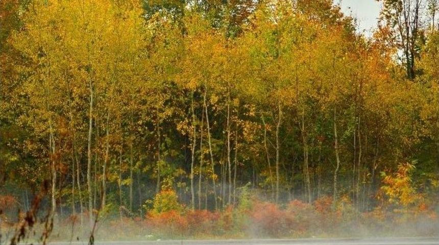 Zonguldak-ereğli Karayolunda Sonbahar Renkleri