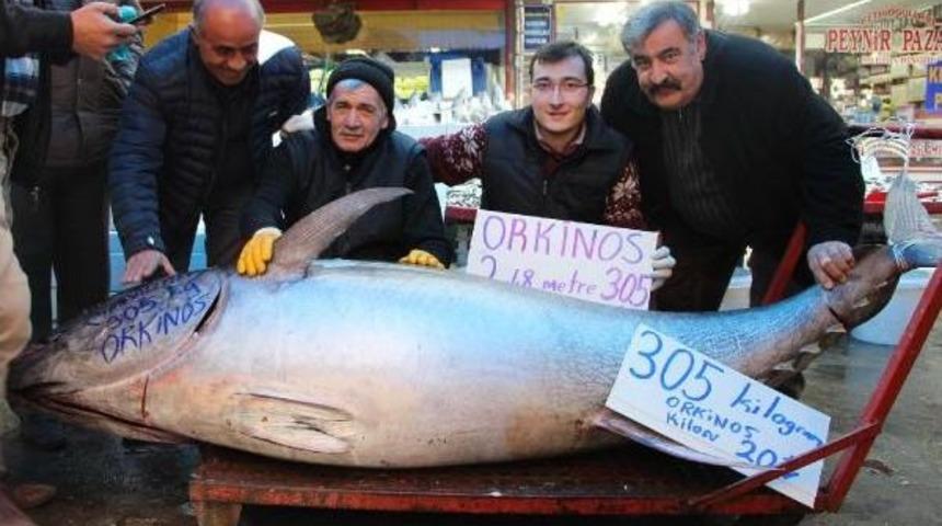 305 Kiloluk Orkinosa Yoğun Ilgi