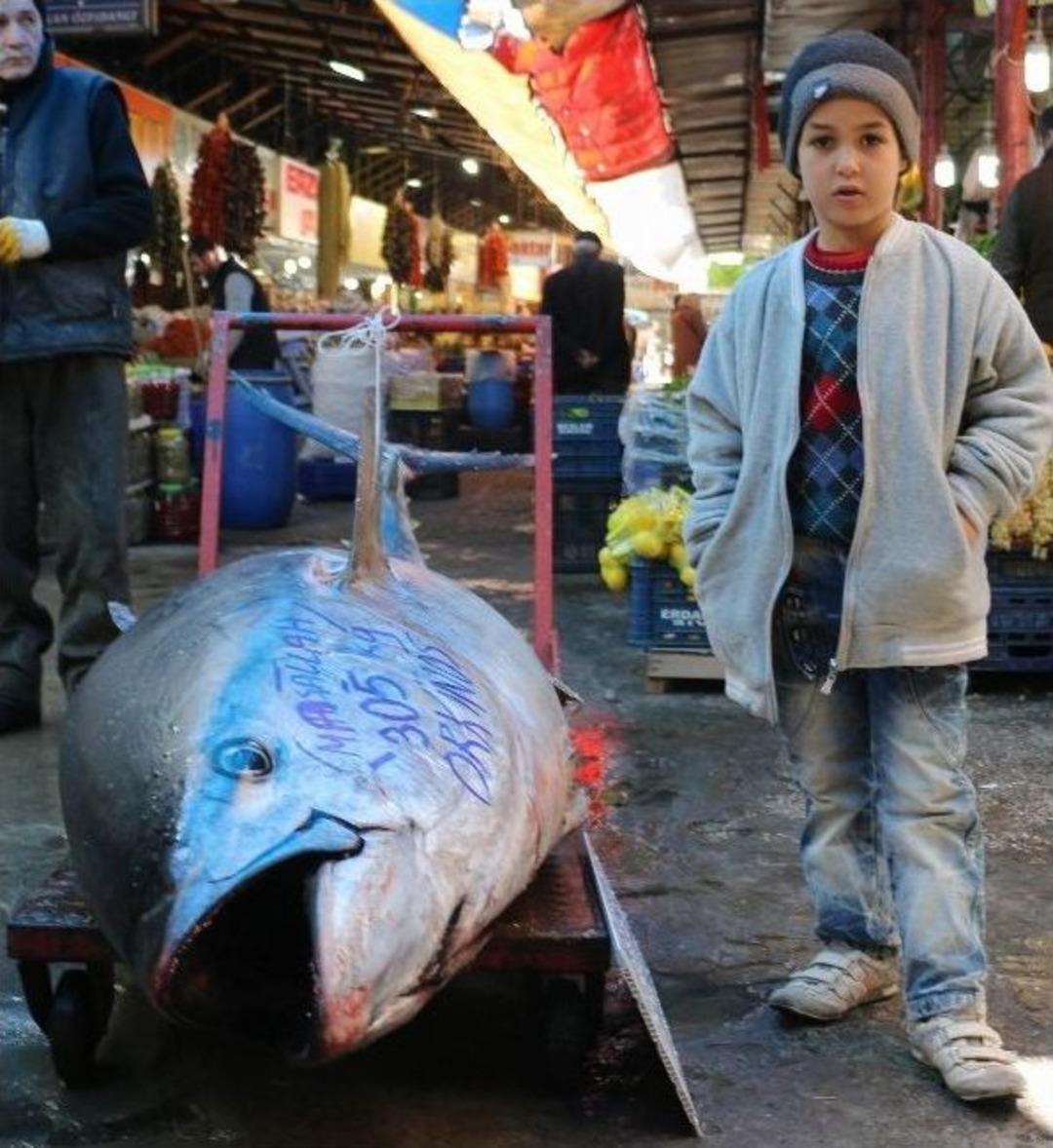 Denizi Olmayan Sivas&rsquo;ta 305 Kiloluk Orkinos Şaşırttı