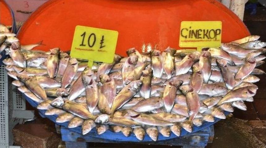 Palamudun Yerini Sarıkanat Aldı