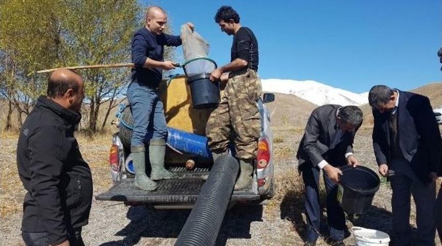 Aygır G&ouml;l&uuml;ne 50 Bin Sazan Yavrusu Bırakıldı