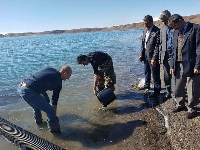 Aygır Gölüne 50 Bin Sazan Yavrusu Bırakıldı