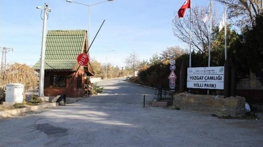 Yozgat &Ccedil;amlık Milli Parkı&rsquo;nı Belediye İşletecek