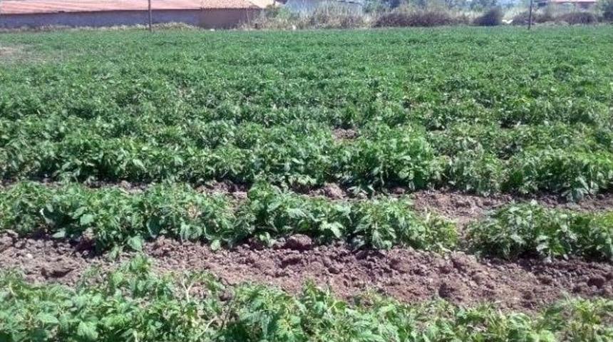 Malatya&rsquo;da Sebze Ve Meyveyi Don Vurdu