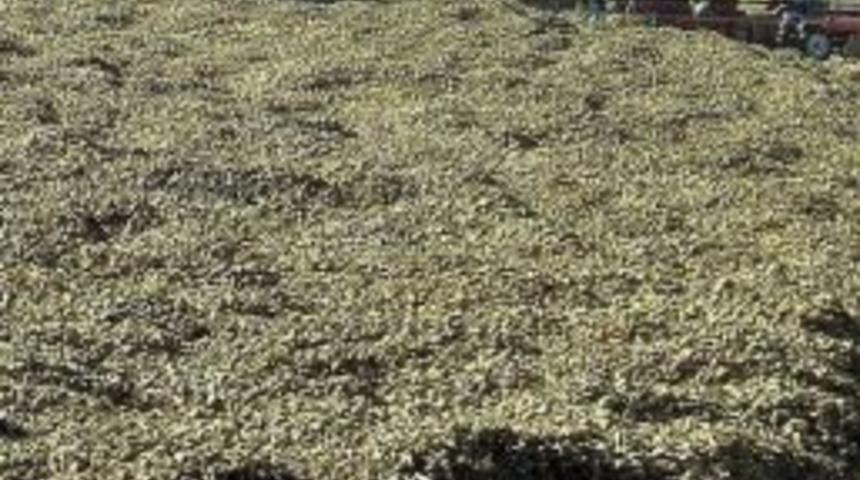 Vezirk&ouml;pr&uuml; Ekonomisine Pancar Dopingi