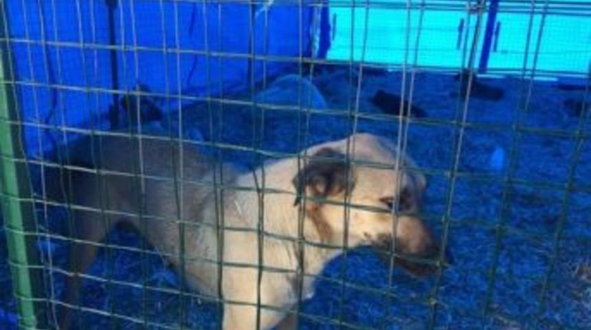 &ldquo;sahipsiz Sokak Hayvanlarının Rehabilitasyonu Ve Kontrol&uuml; Projesi&rdquo; Devam Ediyor