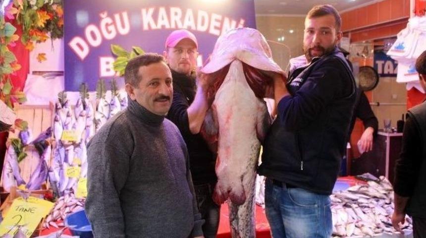 Porsuk Barajı&rsquo;ndan &Ccedil;ıkan 78 Kiloluk Yayın Balığı G&ouml;renleri Şaşırttı