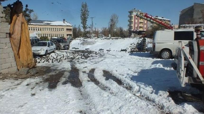 A&ccedil; Kuşlar Buğday Deposunu Mesken Tuttu