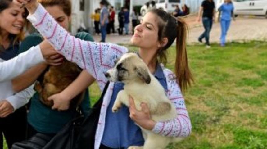 Sokak Hayvanları İ&ccedil;in &Ouml;d&uuml;ll&uuml; Fotoğraf Yarışması