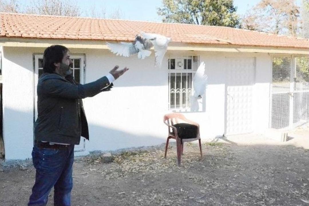 T&uuml;rkiye&rsquo;nin En Y&uuml;ksekten U&ccedil;an G&uuml;vercinleri Bu İlde Yetiştiriliyor