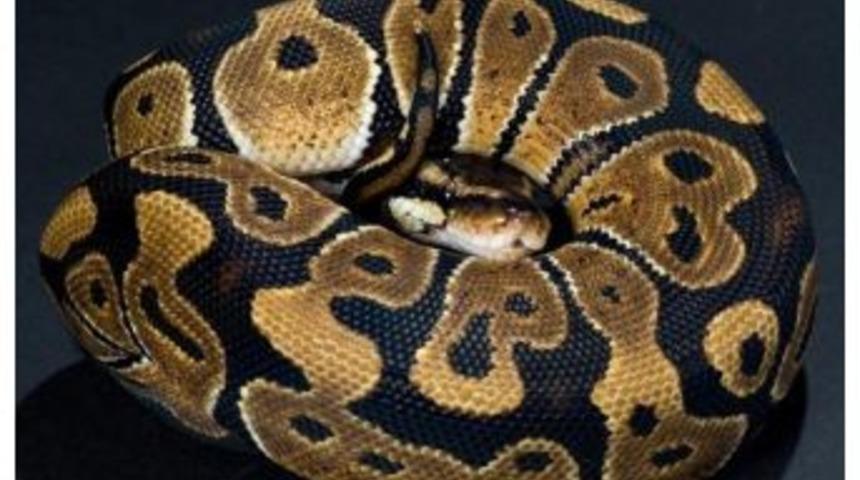 Kraliyet Pitonu, Adrenalin D&uuml;nyası&rsquo;nda