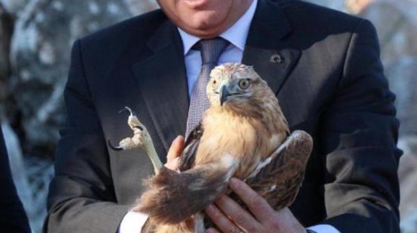 Burdur'da Tedavi Edilen Leylek, Şahin Ve Pelikan Doğaya Salındı