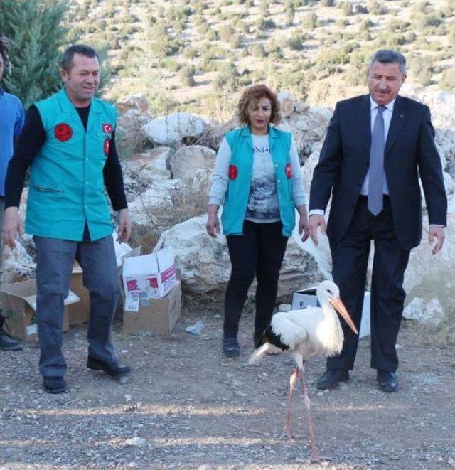 Burdur'da Tedavi Edilen Leylek, Şahin Ve Pelikan Doğaya Salındı