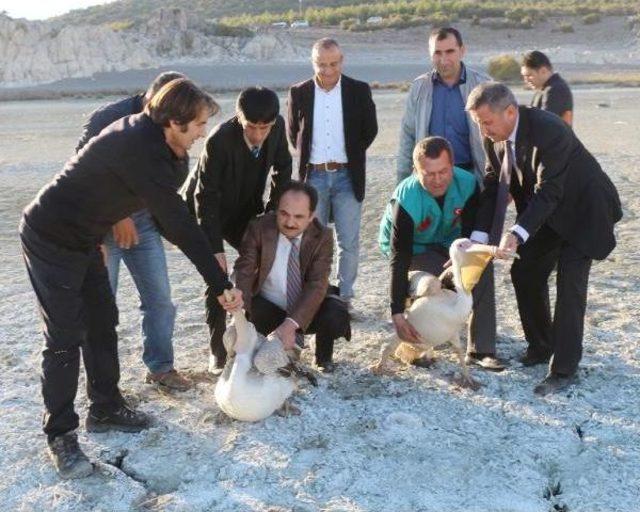 Burdur'da Tedavi Edilen Leylek, Şahin Ve Pelikan Doğaya Salındı