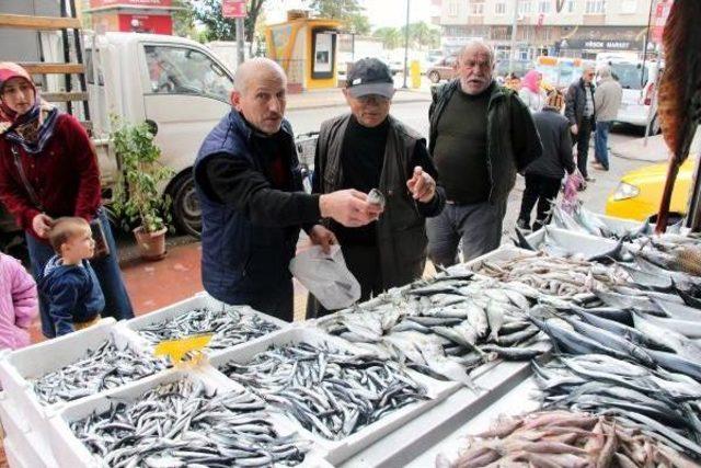 Karadeniz'de Hamsi Bolluğu