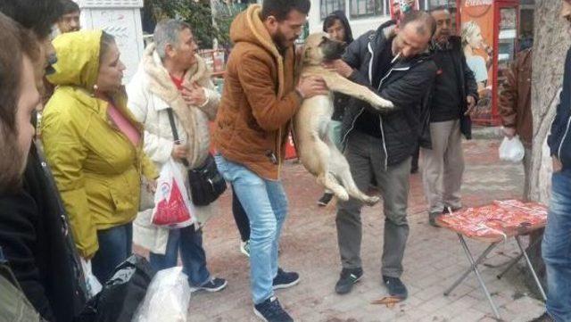 Çarptığı Köpeği Veterinere Götürdü