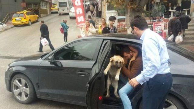 Çarptığı Köpeği Veterinere Götürdü