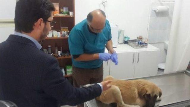 Çarptığı Köpeği Veterinere Götürdü