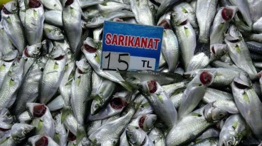 &Ccedil;anakkale'de Sarıkanatın Fiyatı 15 Liraya D&uuml;şt&uuml;