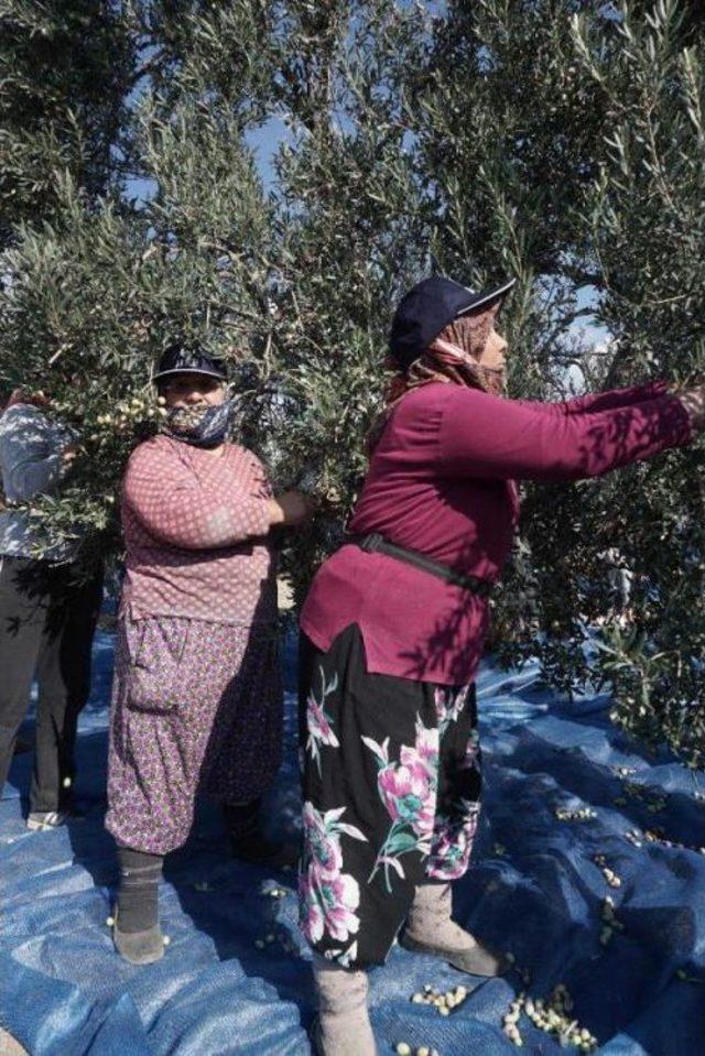 Karatay, Zeytinyağı Içirmek Için Söz Yazdı (2)