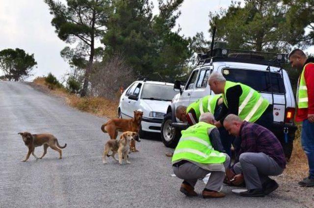 Spil Dağı'na Terk Edilmiş Hayvanlar Unutulmadı