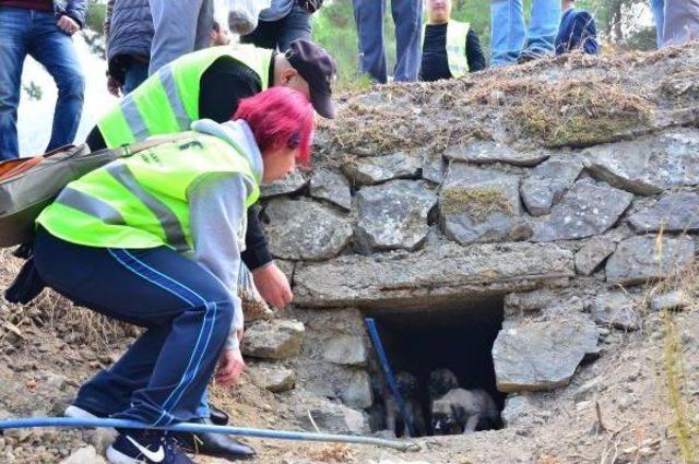 Spil Dağı'na Terk Edilmiş Hayvanlar Unutulmadı