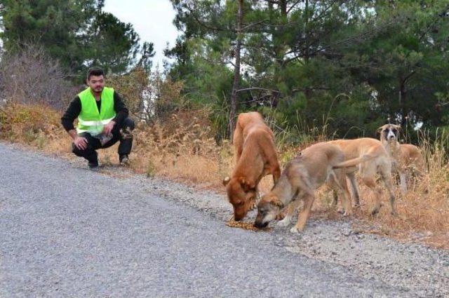 Spil Dağı'na Terk Edilmiş Hayvanlar Unutulmadı