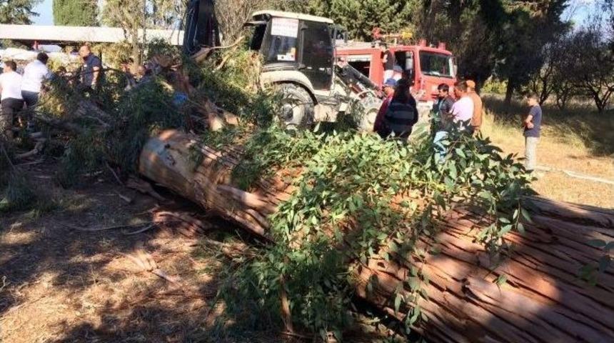 Ağacın Altında Kaldı, Hayatını Kaybetti
