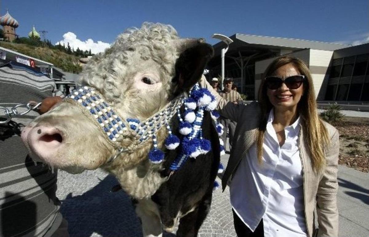 Besili Sığırlar En G&uuml;zel Se&ccedil;ilebilmek İ&ccedil;in Yarıştı
