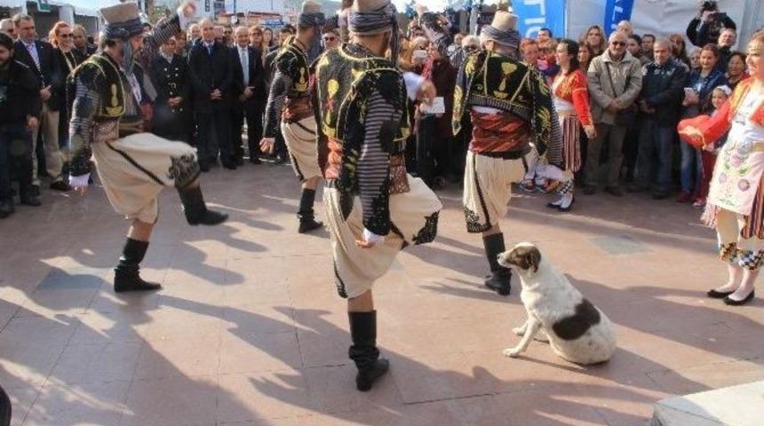 Ayvalık&rsquo;ta Sokak Hayvanlarına G&ouml;sterilen Hoşg&ouml;r&uuml; Dikkat &Ccedil;ekiyor