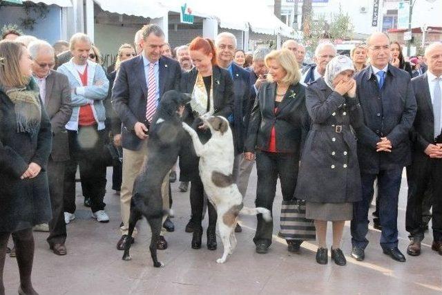 Ayvalık’ta Sokak Hayvanlarına Gösterilen Hoşgörü Dikkat Çekiyor