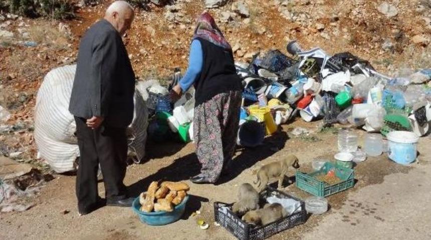 Sokak K&ouml;peklerini Besleyen Emekli &Ccedil;ift, Destek Bekliyor