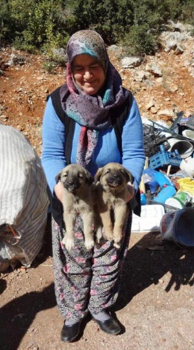 Sokak Köpeklerini Besleyen Emekli Çift, Destek Bekliyor