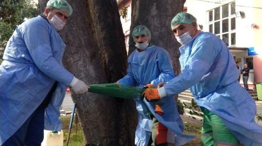 Trabzon&rsquo;da Anıt Ağa&ccedil;ları Restore Ediliyor