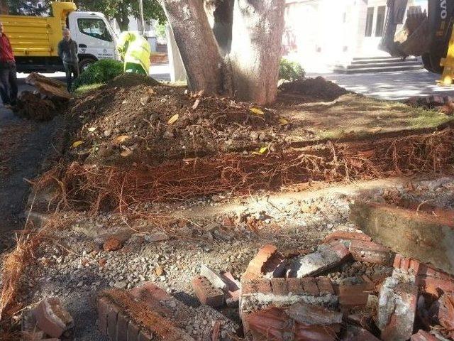 Trabzon&rsquo;da Anıt Ağa&ccedil;ları Restore Ediliyor 1