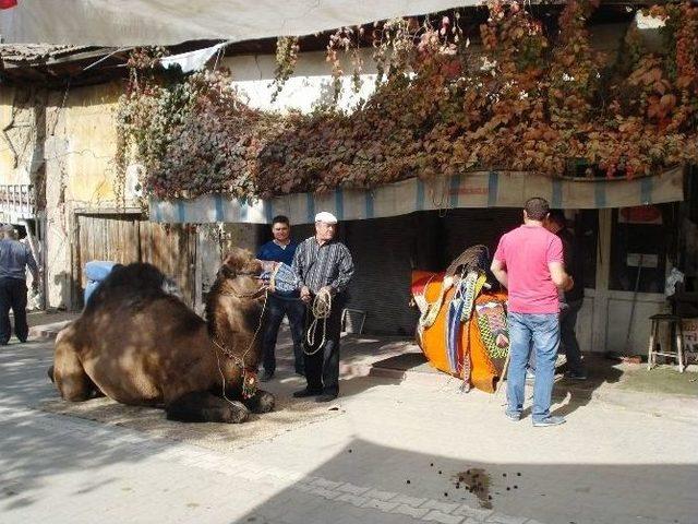 Sarıg&ouml;l&rsquo;de Develere T&ouml;renle Havut Giydirildi 1
