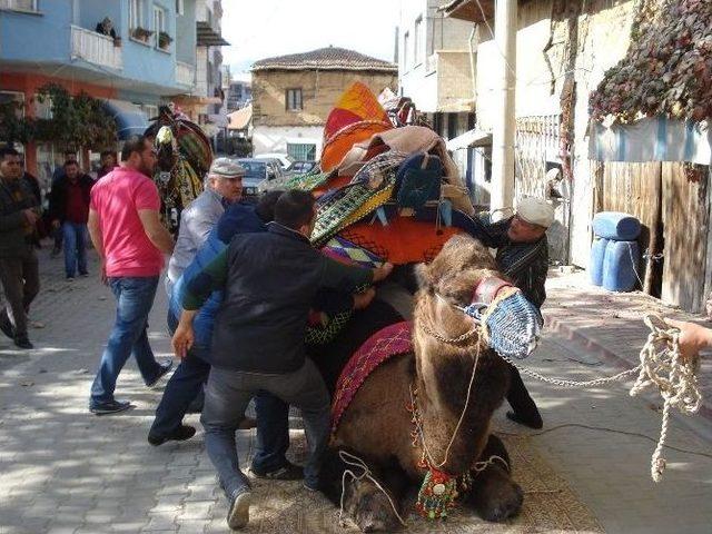 Sarıg&ouml;l&rsquo;de Develere T&ouml;renle Havut Giydirildi 2