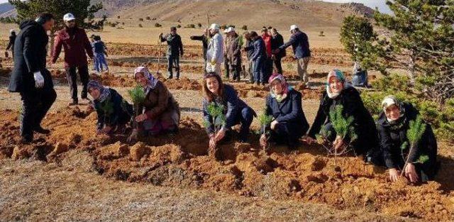 Suşehri'nde 15 Temmuz Şehitleri Için 5 Bin Fidan Dikildi