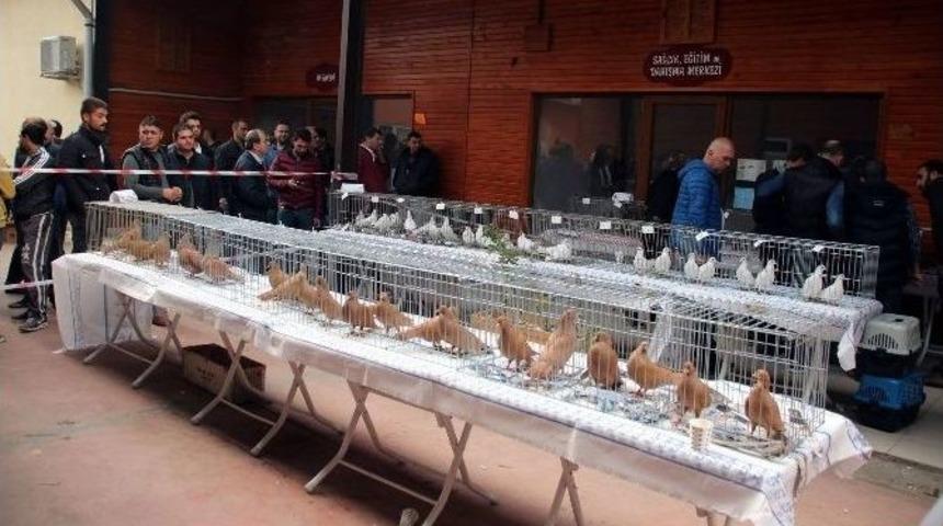 G&uuml;vercin G&uuml;zellik Yarışması Renkli G&ouml;r&uuml;nt&uuml;lere Sahne Oldu