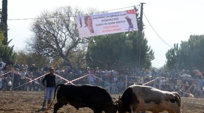 Aydın&rsquo;da Sezonun Son Boğa G&uuml;reşleri B&uuml;y&uuml;k İlgi G&ouml;rd&uuml;