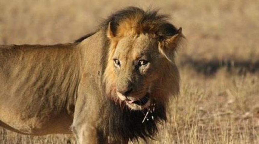 B&ouml;yle bir av hikayesi g&ouml;rmediniz