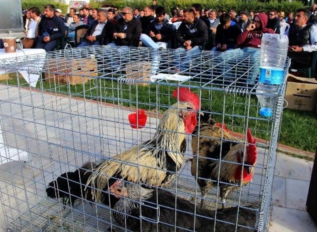 S&uuml;s Tavuğu Yetiştiricileri M&uuml;zayedede Buluştu